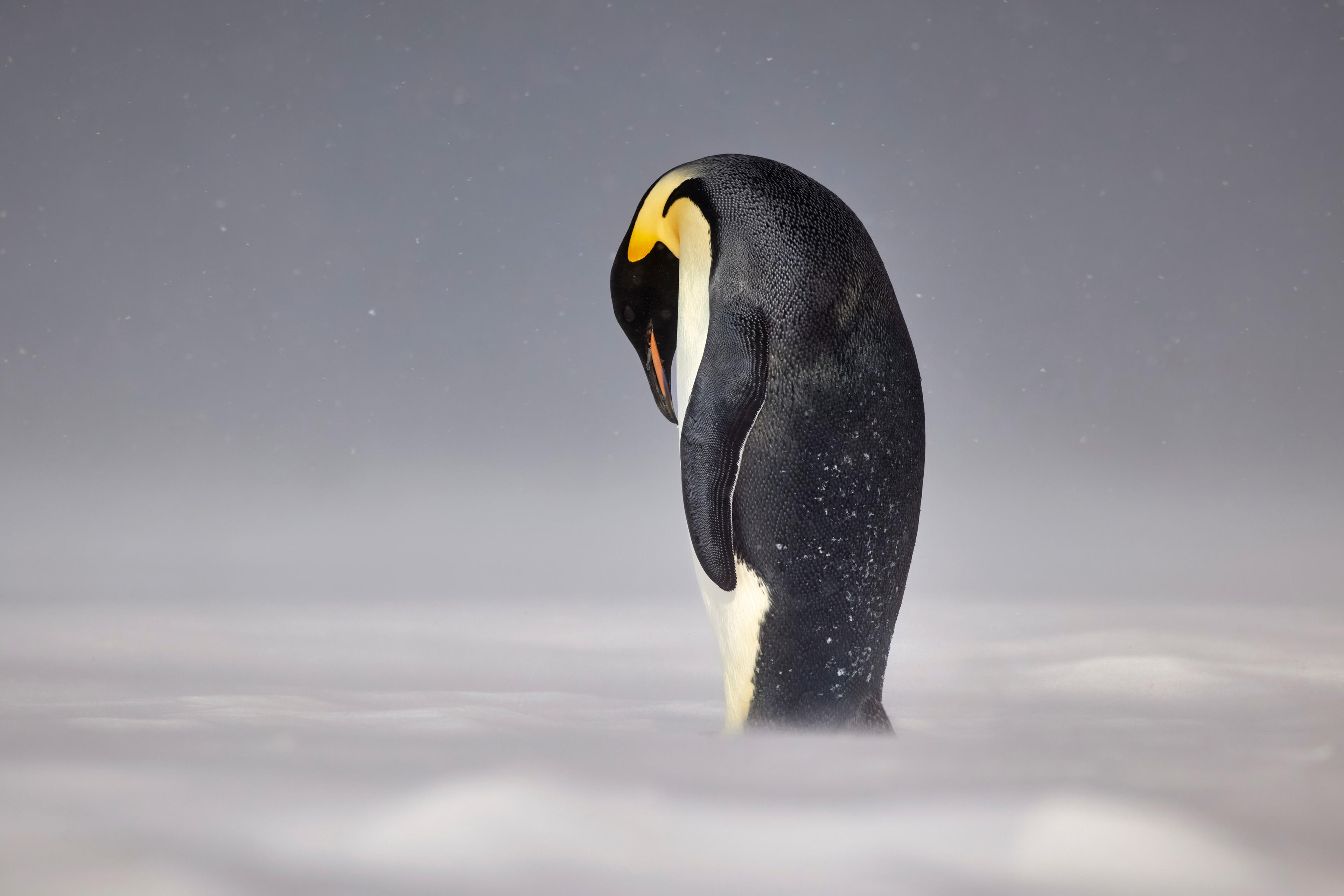 Photographer of the Year Contest Featured Image