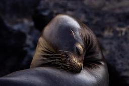 Maria Ciampini entry image